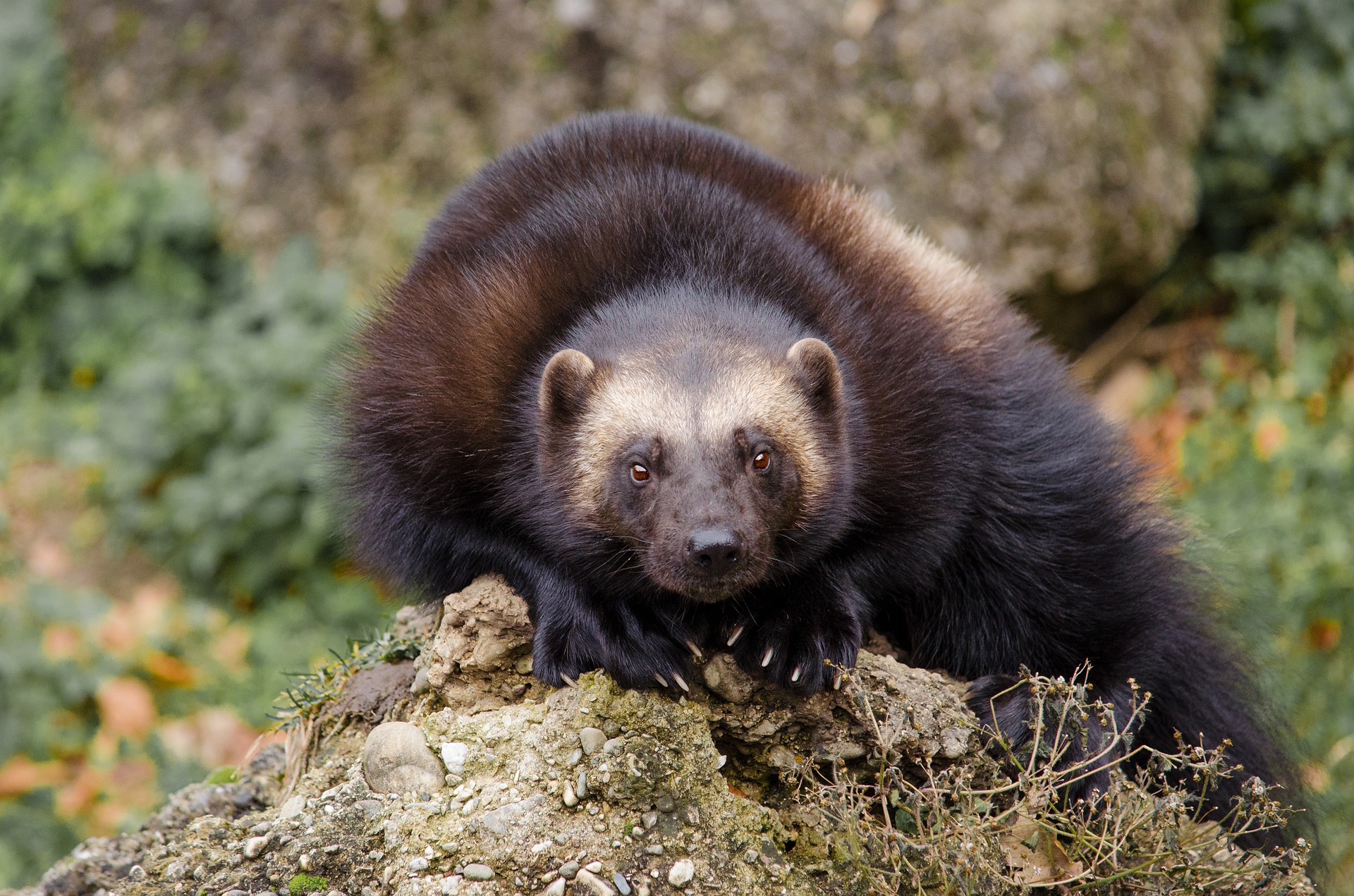 Wolverines in British Columbia: Facts 