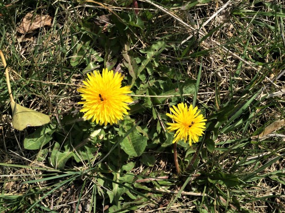 Dandelions and insects